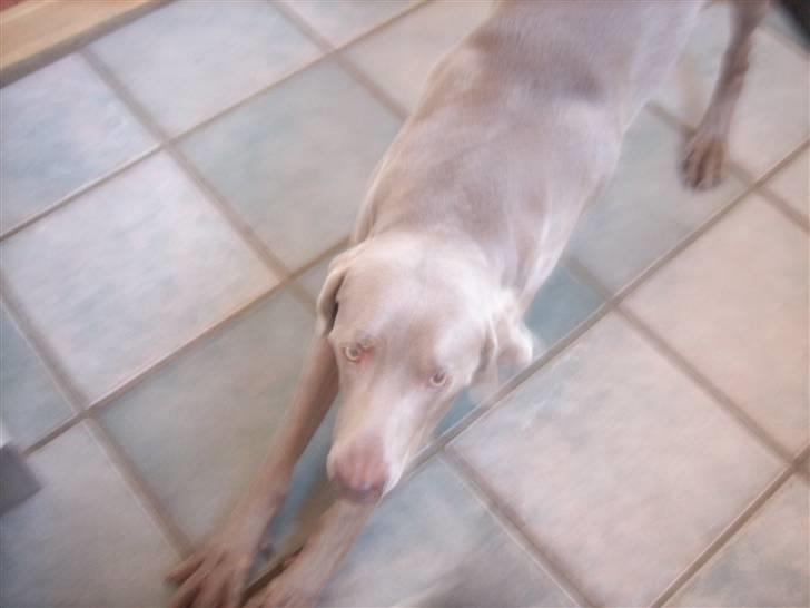 Weimaraner Bundy - Jeg er ééén Efteraber! xb billede 12