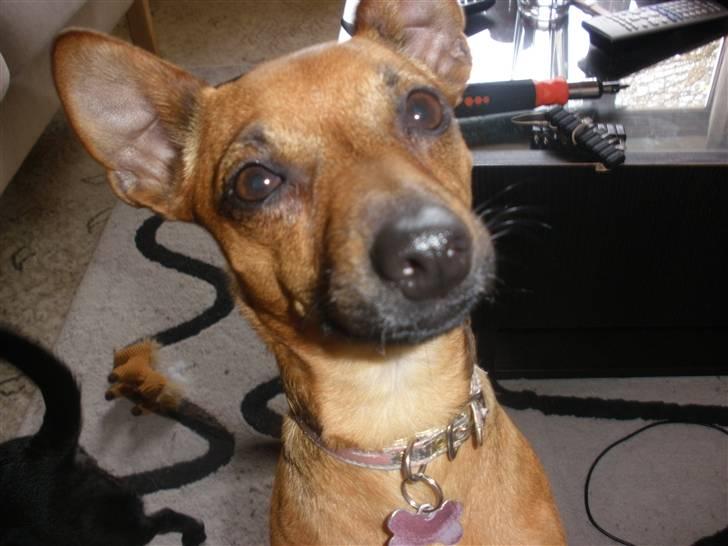 Blanding af racer Titi chihuahua/dværgpinsc - Hej med jer billede 1