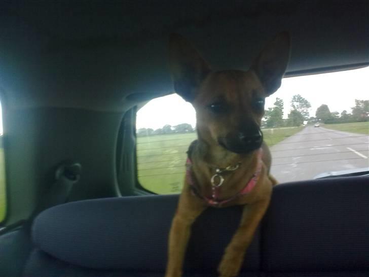 Blanding af racer Titi chihuahua/dværgpinsc - Titi i far´s bil billede 5