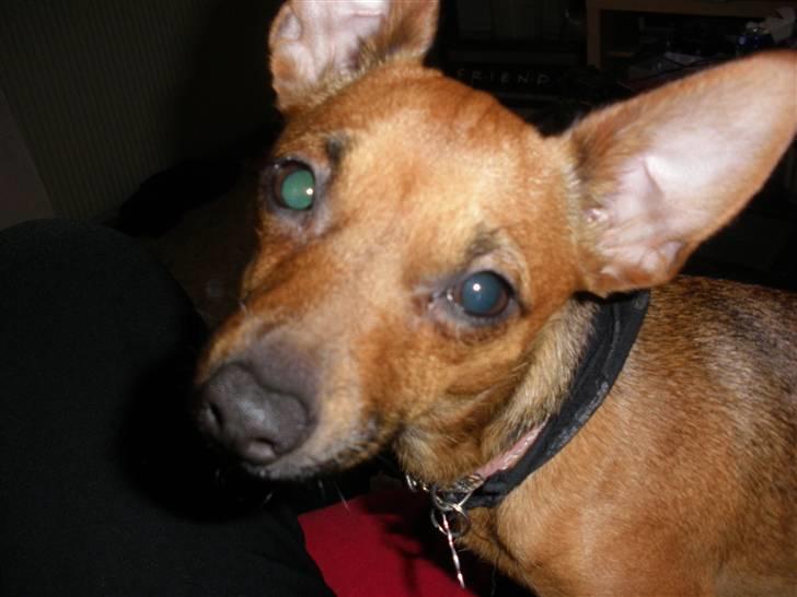 Blanding af racer Titi chihuahua/dværgpinsc - Titi er meget nys billede 6