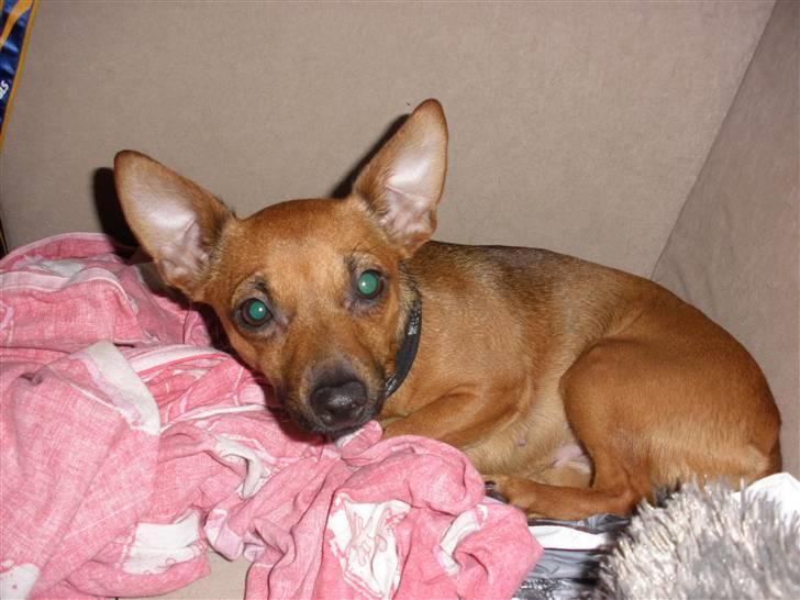 Blanding af racer Titi chihuahua/dværgpinsc - Titi putte billede 7