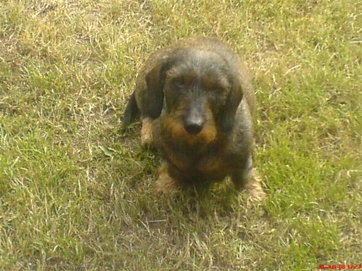 Gravhund Petra  † 09-04-2010  † billede 20
