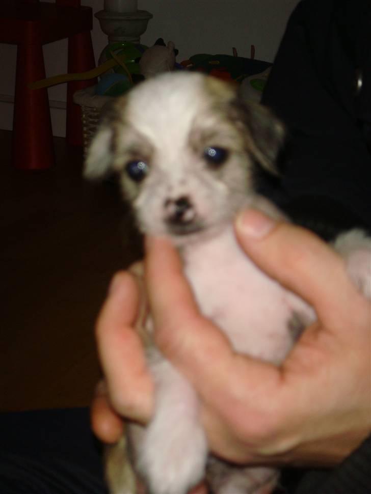 Chinese crested hårløs Gizmo billede 1