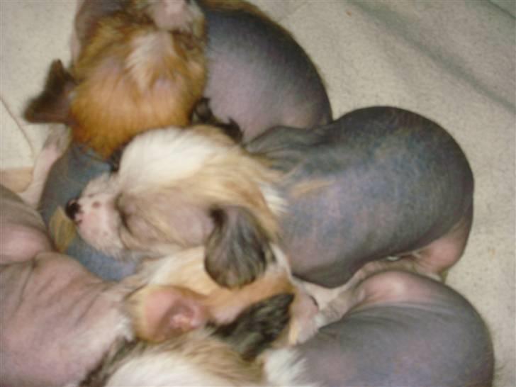 Chinese crested hårløs Gizmo billede 2