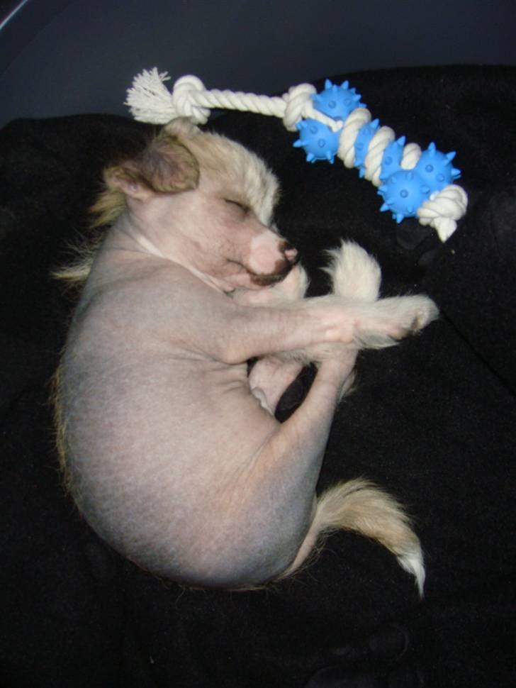 Chinese crested hårløs Gizmo billede 3