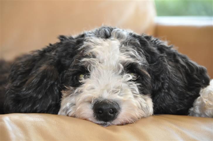 Blanding af racer TEDDY billede 1