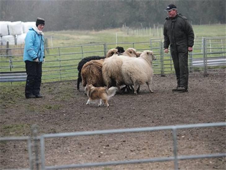 Shetland sheepdog Hekilas Only Ophelia - som hyrdehund :D hun elsker det! <3 billede 14
