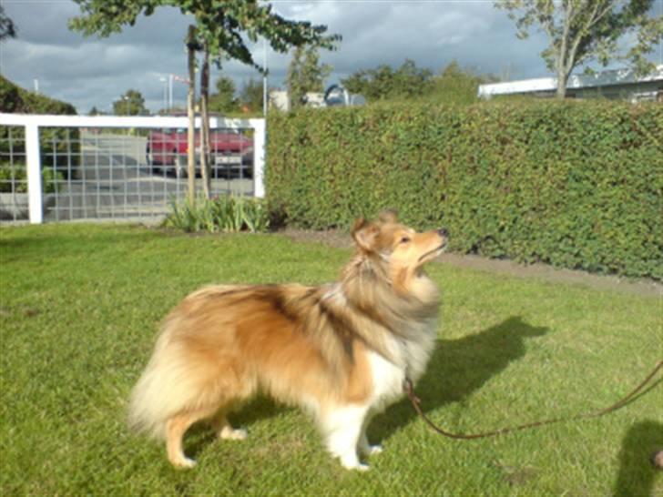 Shetland sheepdog Hekilas Only Ophelia - på besøg hos Lisbeth :D billede 15