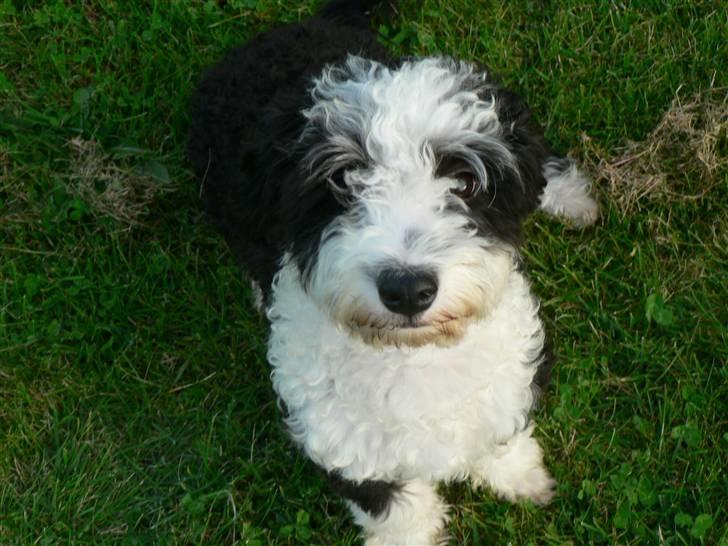 Blanding af racer TEDDY billede 2