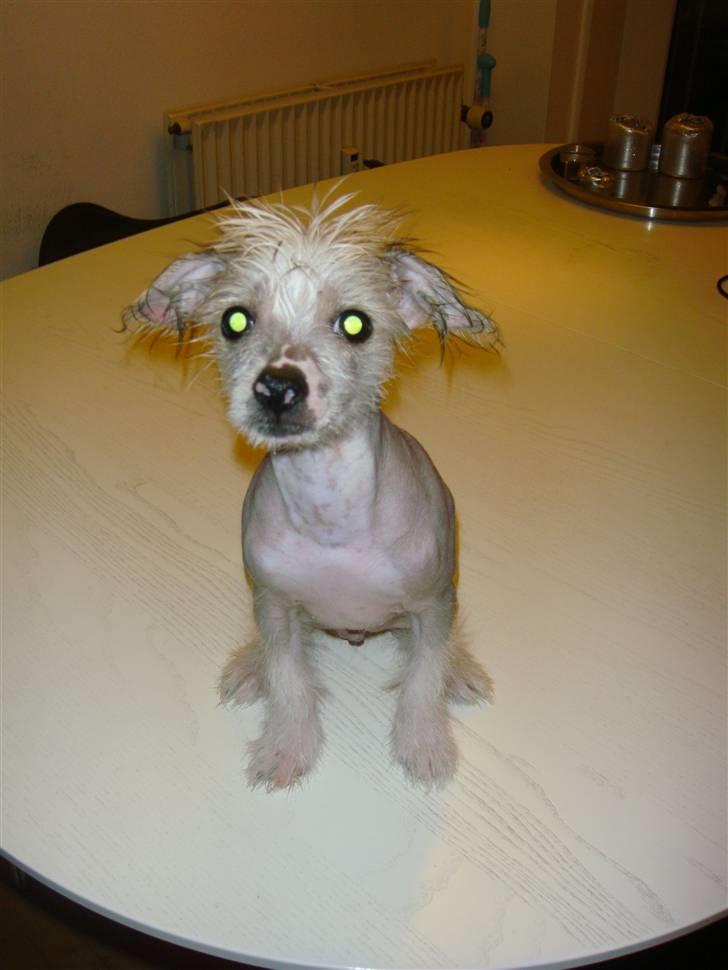 Chinese crested hårløs Gizmo billede 4