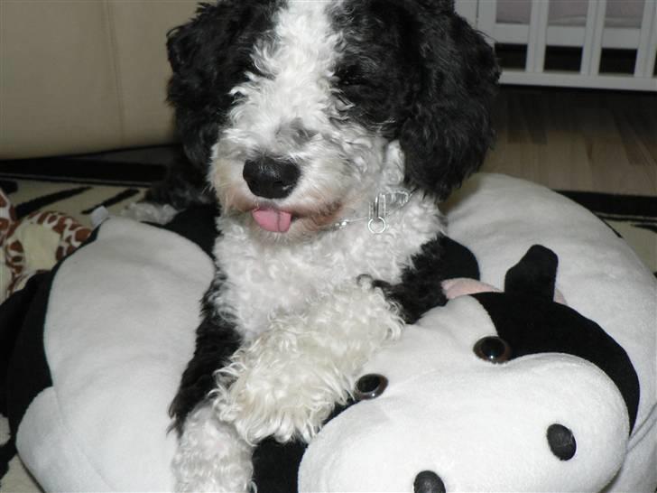 Blanding af racer TEDDY billede 3