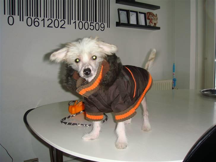 Chinese crested hårløs Gizmo billede 5