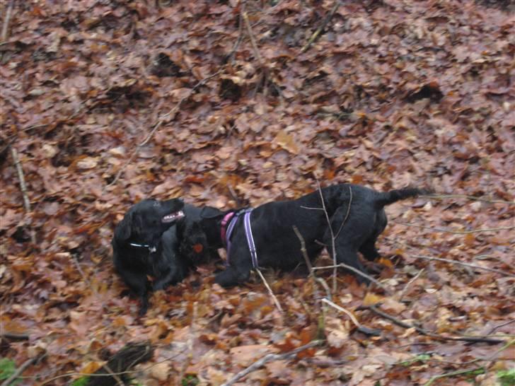 Riesenschnauzer Doolittle Kiwi - Kiwi i fussingøskov sammen med legekammerat Balder 22 - 1 / 2209. billede 7
