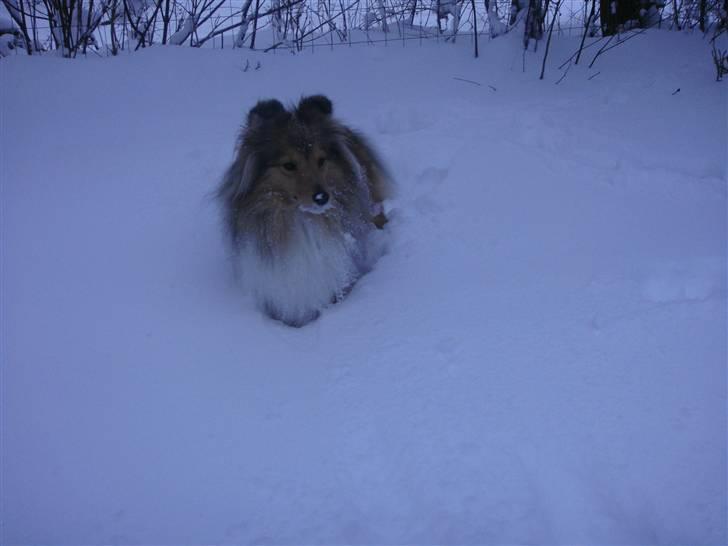 Shetland sheepdog Hekilas Only Ophelia - i sne 2010 :) billede 16