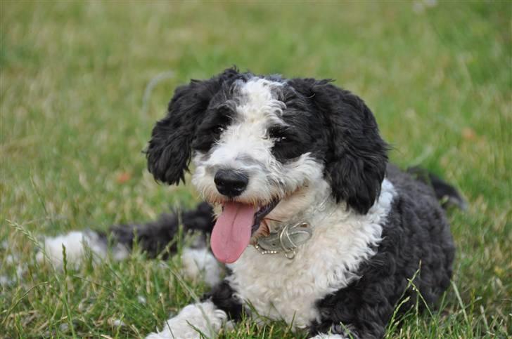 Blanding af racer TEDDY billede 4