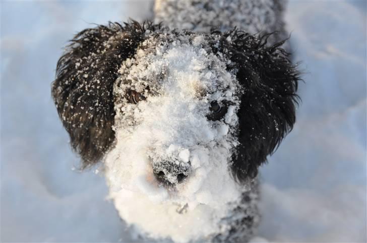 Blanding af racer TEDDY billede 5