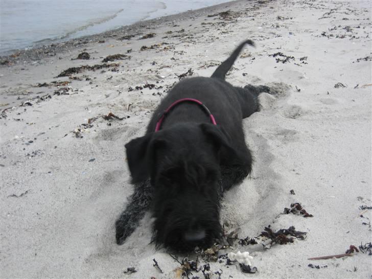 Riesenschnauzer Doolittle Kiwi - Søde søde Kiwi, vi leger ved Rygård strand d. 28 - 4 / 2009. billede 8