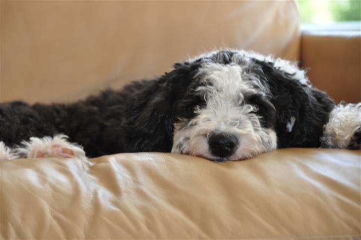 Blanding af racer TEDDY billede 6