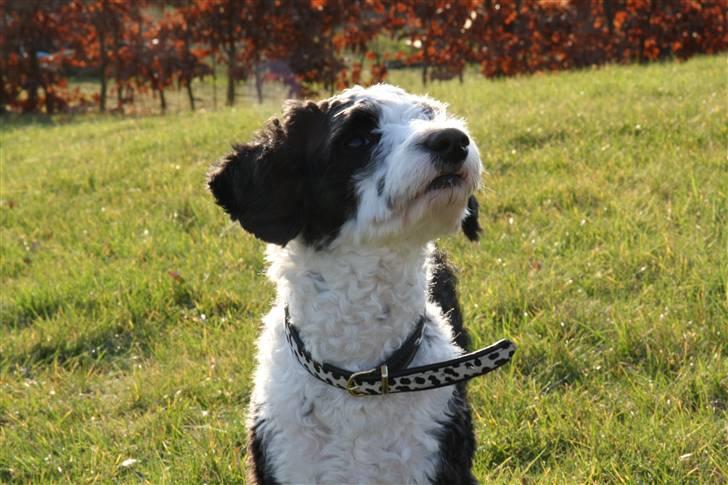 Blanding af racer TEDDY billede 7