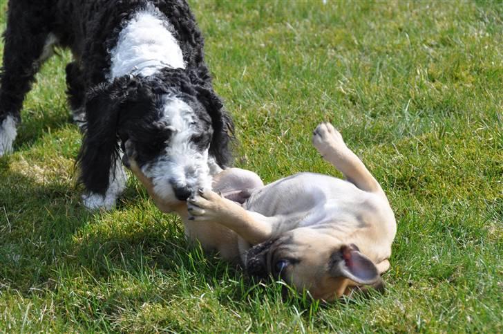 Blanding af racer TEDDY billede 9