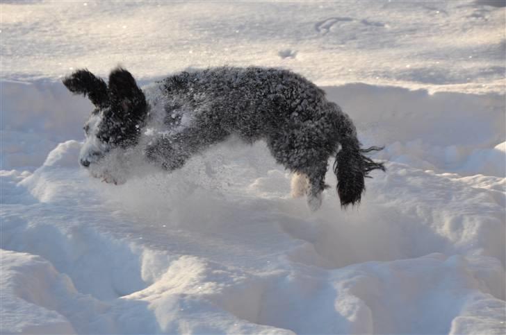 Blanding af racer TEDDY billede 10