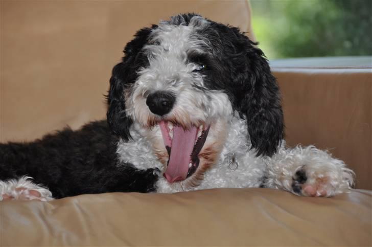 Blanding af racer TEDDY billede 11