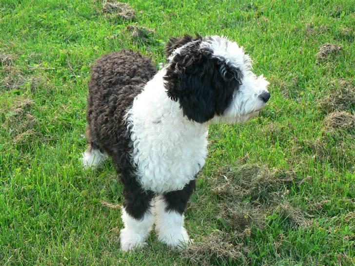 Blanding af racer TEDDY billede 12