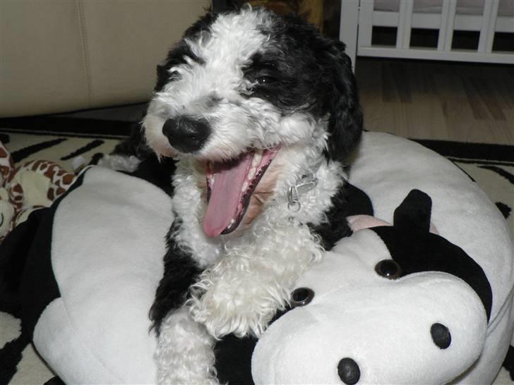 Blanding af racer TEDDY billede 13