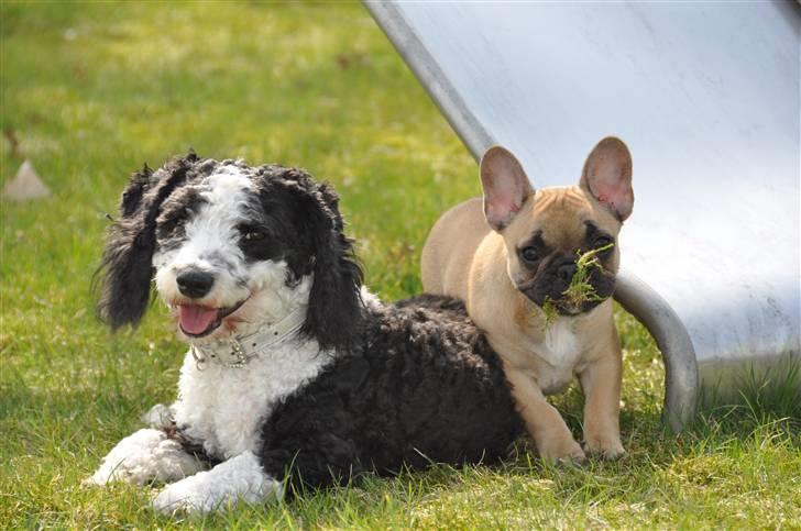 Blanding af racer TEDDY billede 14