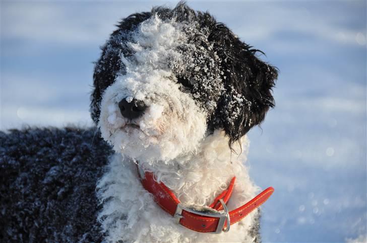 Blanding af racer TEDDY billede 15