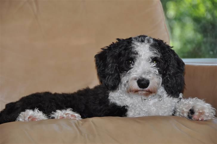 Blanding af racer TEDDY billede 16