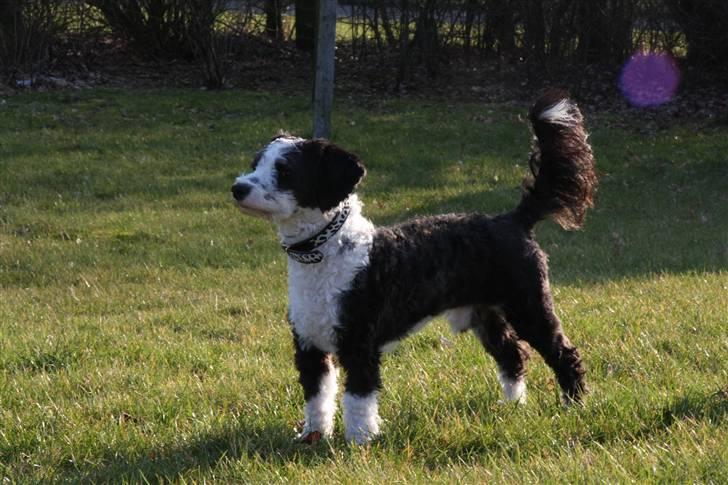 Blanding af racer TEDDY billede 17