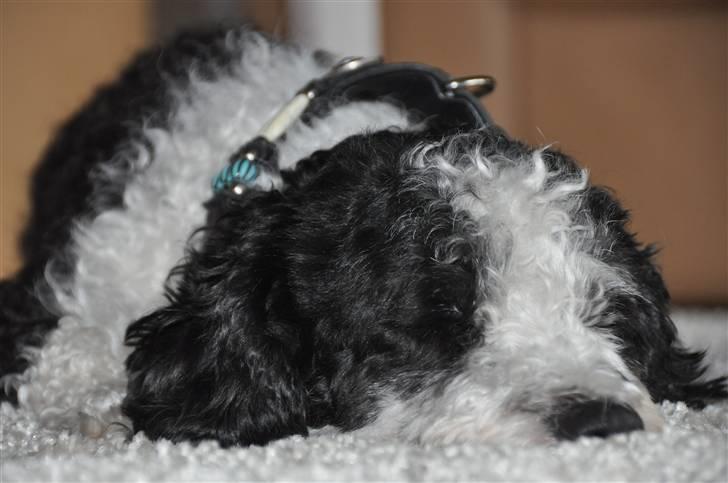 Blanding af racer TEDDY billede 18