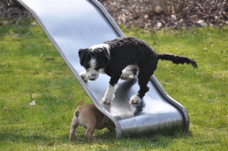 Blanding af racer TEDDY billede 19