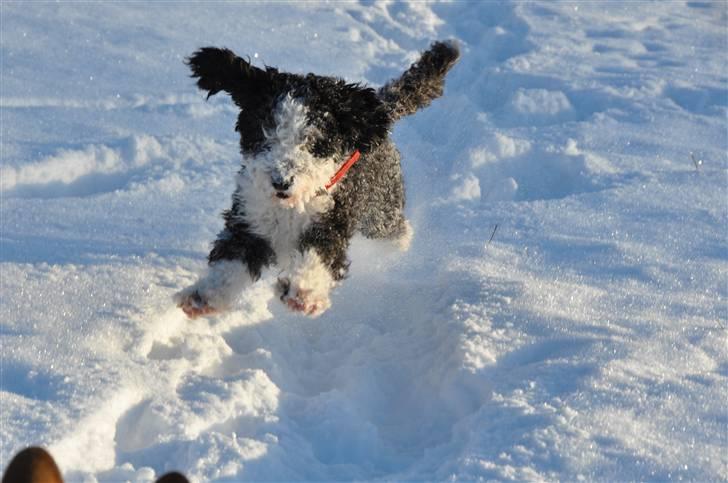 Blanding af racer TEDDY billede 20