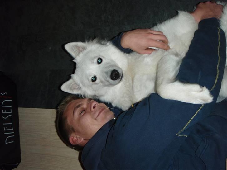 Samojedhund zitta billede 2