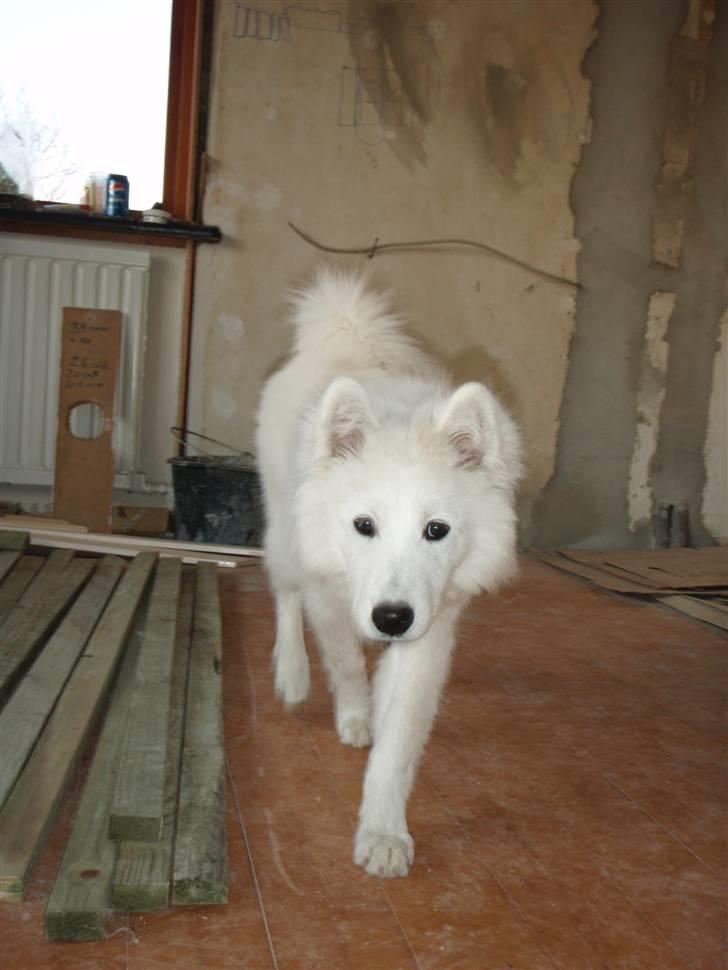 Samojedhund zitta billede 3