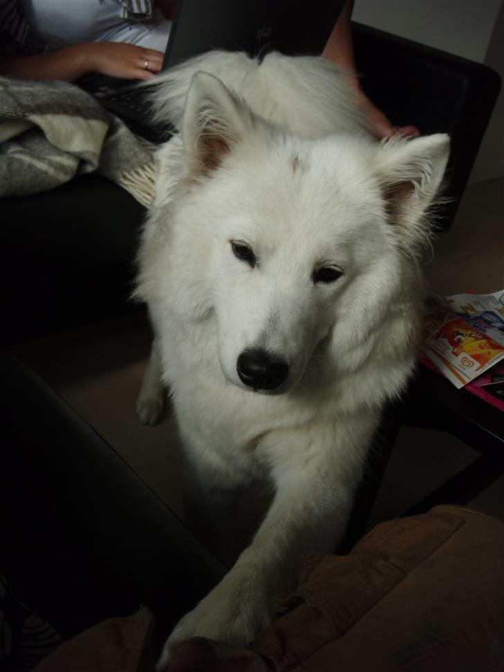 Samojedhund zitta billede 4