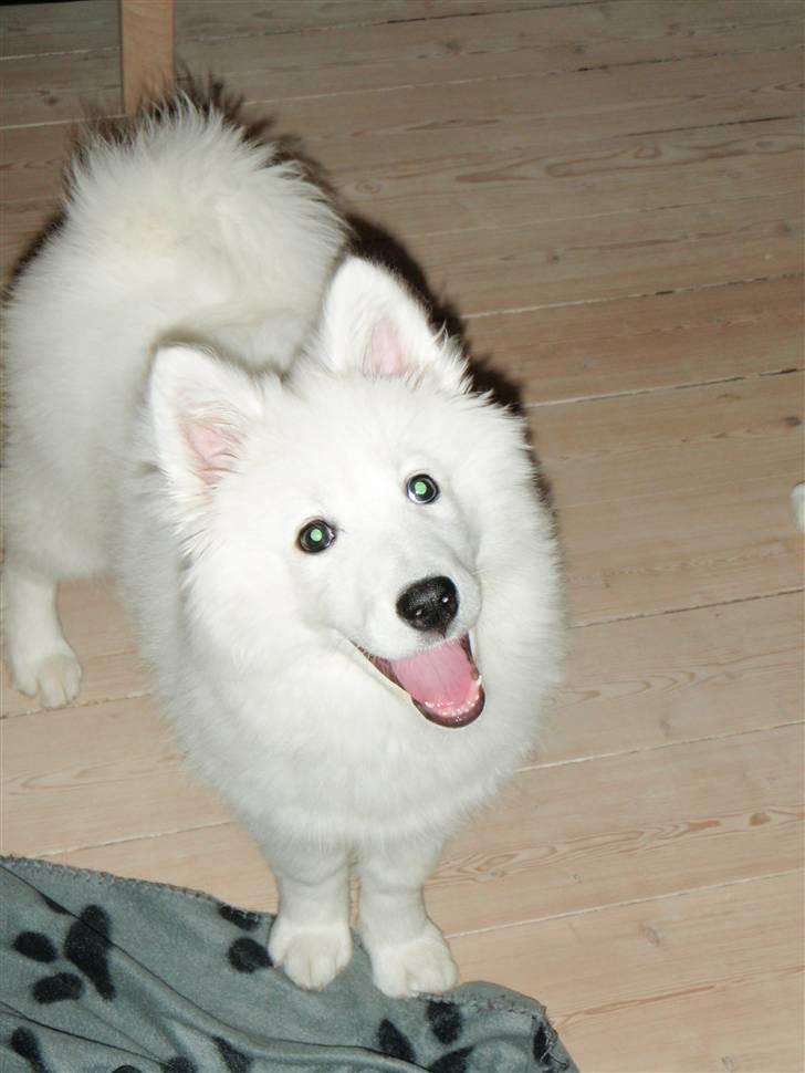 Samojedhund zitta billede 5