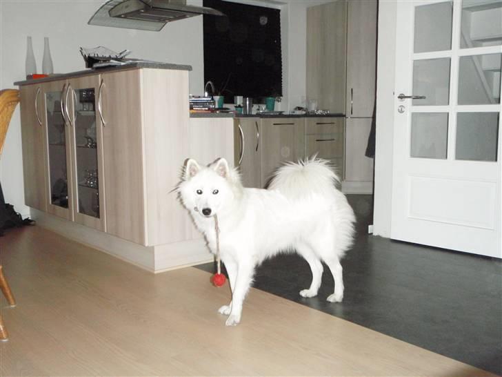 Samojedhund zitta billede 6