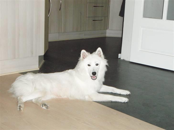 Samojedhund zitta billede 7