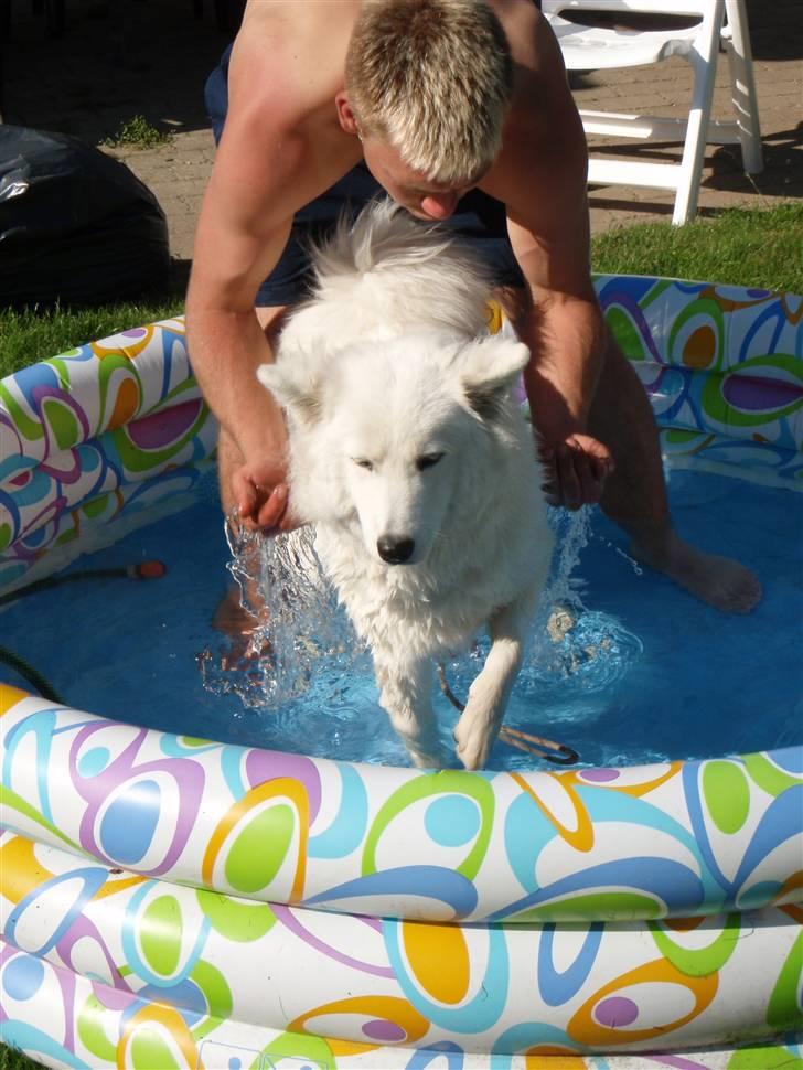 Samojedhund zitta billede 8