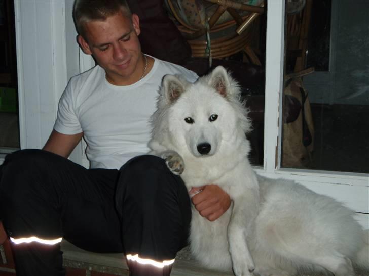 Samojedhund zitta billede 9