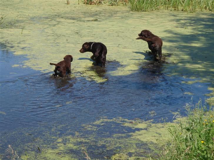 Labrador retriever Madumbjergs Magic Mas.... - Besøg af mine venner billede 18