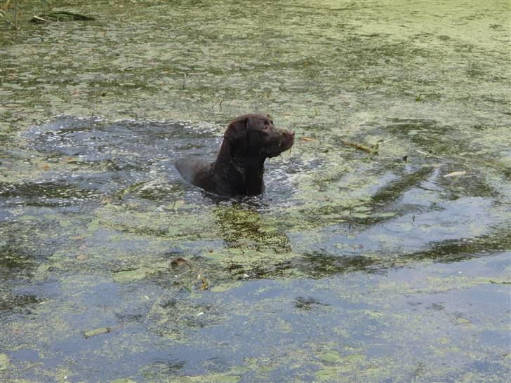 Labrador retriever Madumbjergs Magic Mas.... - Bossie "odder " billede 19