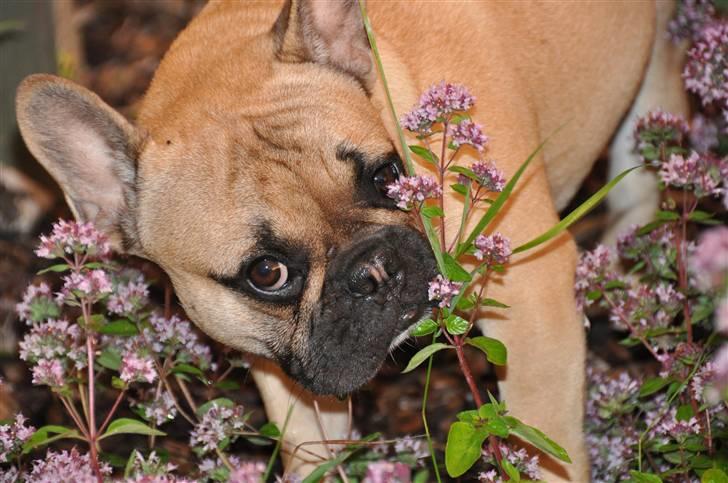 Fransk bulldog "ACE IN THE HOLE" ATHOS billede 1