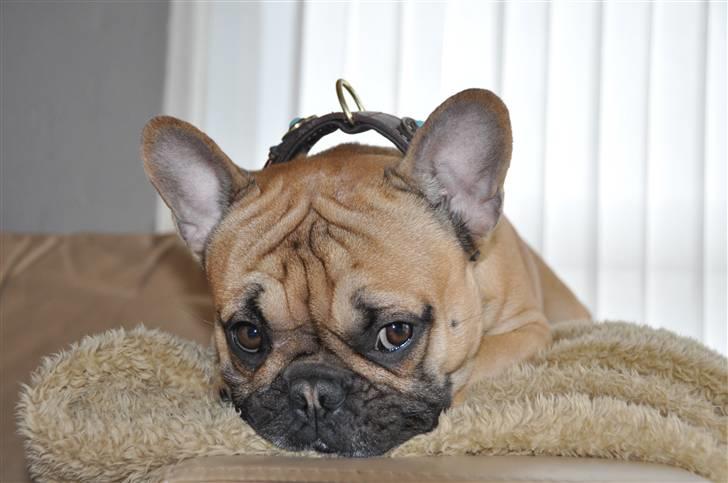 Fransk bulldog "ACE IN THE HOLE" ATHOS billede 2