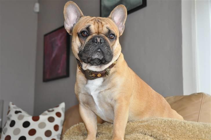 Fransk bulldog "ACE IN THE HOLE" ATHOS billede 3