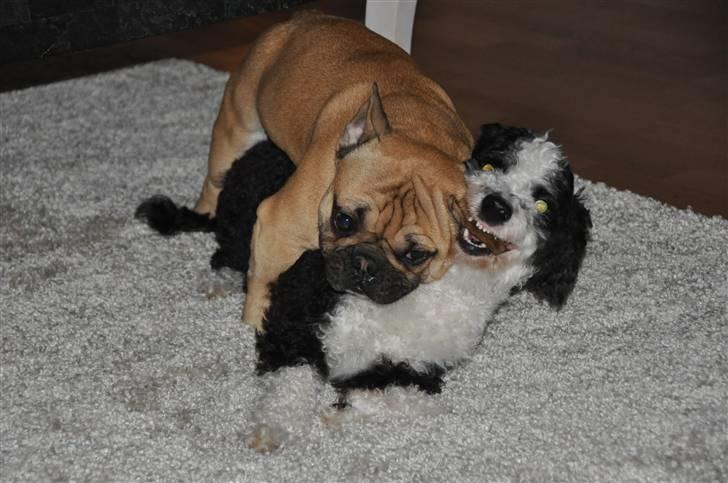 Fransk bulldog "ACE IN THE HOLE" ATHOS billede 4