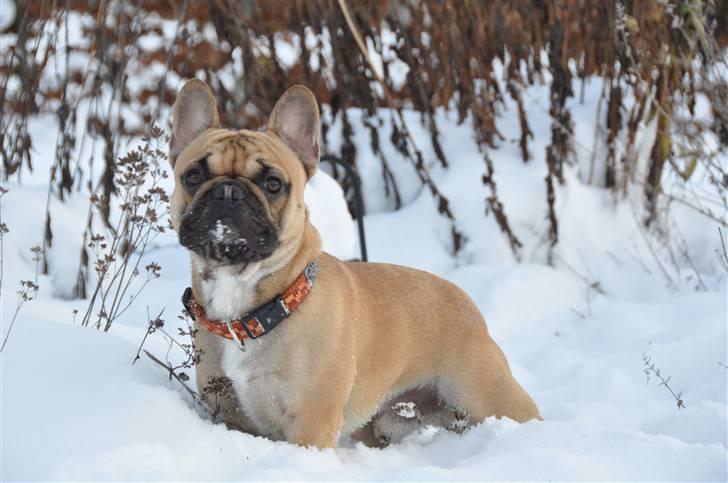 Fransk bulldog "ACE IN THE HOLE" ATHOS billede 5